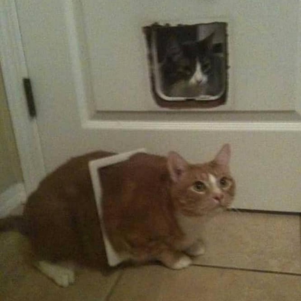 Meet your Posher, Clipart